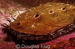 Recovery.  A healthy red abalone at San Miguel Island. Sh... by Douglas Klug 